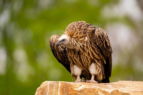 Griffon Vultures (Gyps fulvus) sitting on a rock, bavaria, Germany