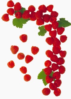 Raspberries (Rubus idaeus) on a white background, Bavaria, Germany