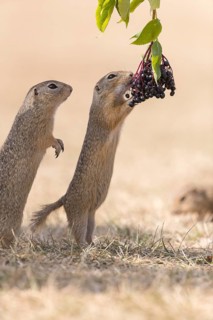Two European ground squirrel (Spermophilus citellus) or European souslik standing erected in dry