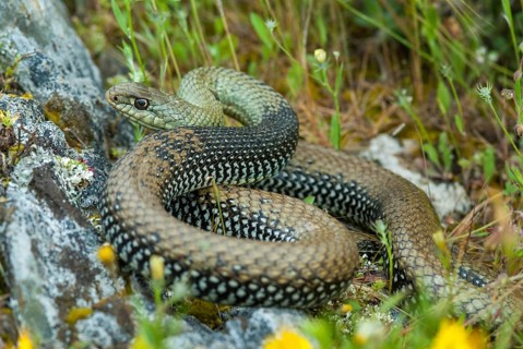 Lizard snake, European lizard snake, Malpolon monspessulanus, Montpellier snake, critters,