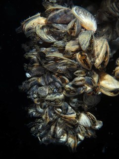 Dense arrangement of quagga mussels (Dreissena rostriformis bugensis), invasive species, in dark