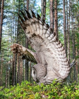 Bearded owl, Finland, Great Grey Owl, Strix nebulosa, birds, owls, female, flying, flight, high