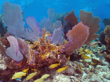 Glowing Venus fans (Gorgonia ventalina), surrounded by schools of yellow fish, create a colourful