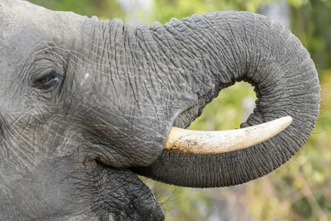 African bush elephant, (Loxodonta africana), drinking, Sabi Sands Game Reserve, Mpumalanga, South