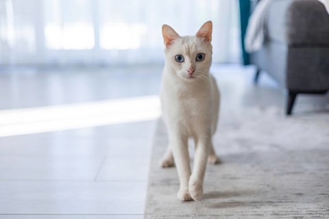 A light-colored Siamese cat with blue eyes walks on a light-colored rug in a bright room. Natural