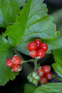 Rosaceae, rose family, rubus saxatilis, stone blackberry, flora, high size, portrait, plants, stone