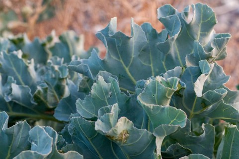 Brassicaceae, Crambe maritima, cruciferous vegetables, sea kale, beach kale, flora, plants, sea