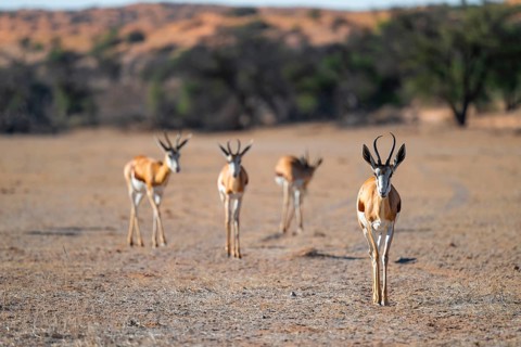 Springbok (Antidorcas marsupialis), herd in the dry Auob riverbed, Kalahari Desert, Kgalagadi