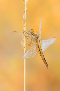 Scarlet Dragonfly (Crocothemis erythraea), female, North Rhine-Westphalia, Germany
