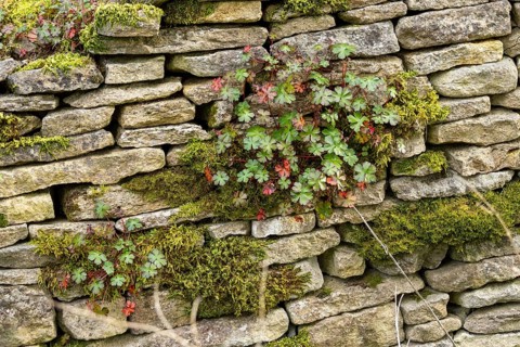Stone wall, herbs, Bibury, The Cotswolds, England, Great Britain