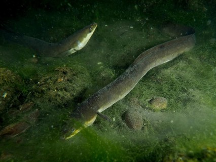 Two European eels (Anguilla anguilla) meandering through an algae-rich underwater area at night,