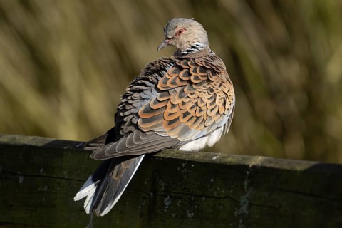 European turtle dove (Streptopelia turtur) adult bird on a fence, England, United Kingdom