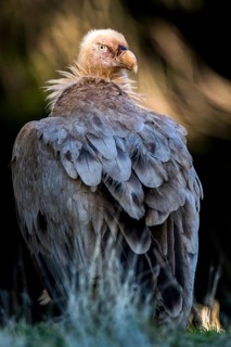 Griffon Vulture (Gyps fulvus), Andalusia, Spain