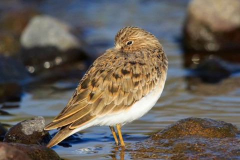 Temminck's Stint (Calidris temminckii), Greece