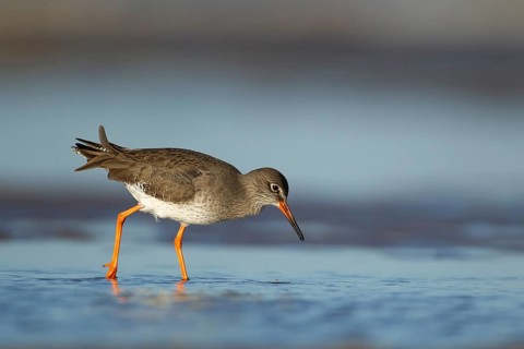 Common redshank (Tringa totanus) adult wading bird in water of a shallow lagoon, Norfolk, England,
