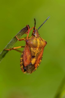 Black-shouldered shieldbug, carpocoris purple ipennis, heteroptera, purple tree bug, purple fruit