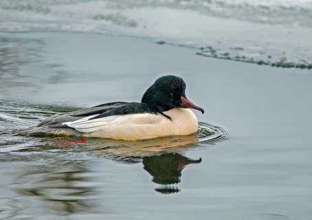 Goosander, goose säger, mergus merganser, anatidae, birds, duckbirds, male, sawyer, birds,