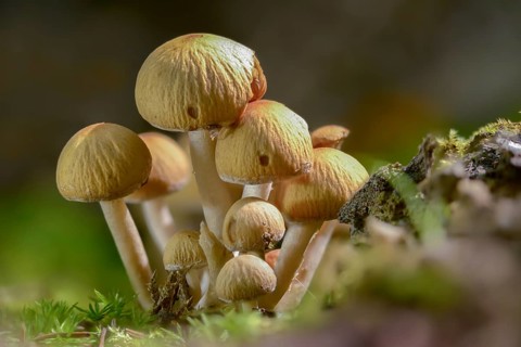 Cluster crumblecap, Drosophila subpapillata, psathyrella hydrophiloides, psathyrella piluliformis,