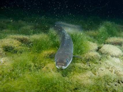 European eel (Anguilla anguilla) in close-up with algae and rocky bottom in dark underwater world,