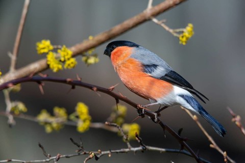 Bullfinch, Bullfinch, Pyrrhula Pyrrhula, Birds, Bullfinch, Male, Passeri, Songbirds, Birds