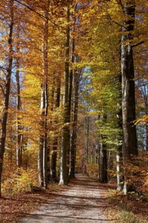 Trail through beech forest in autumn, Fraueninsel, Chiemsee, Upper Bavaria, Bavaria, Germany