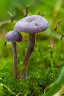 Amethyst deceiver, blue lacquer funnel, laccaria amethystea, purple lacquer mushroom, purple