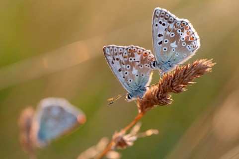Lysandra coridon, polyommatus coridon, silverblue, silvergreen blue, butterfly, chalkhill blue,