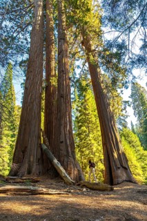 Person standing among colossal sequoia trees in a national park, showcasing the immense scale and