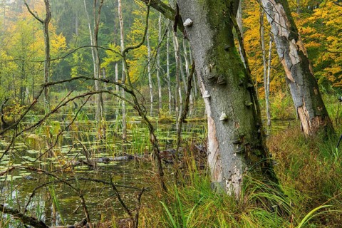 Schweingartensee in the UNESCO World Heritage Site Beech Forest Serrahn, Serrahn, Carpin,