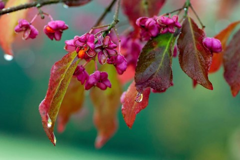 Celastraceae, Euonymus europaea, European Spindle, Common Spindle, Common Spindle, Common Spindle,