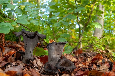 Craterellus cornucopioides, autumn trumpet, trumpet, black chanterelle, fungi, fungus, mushrooms,
