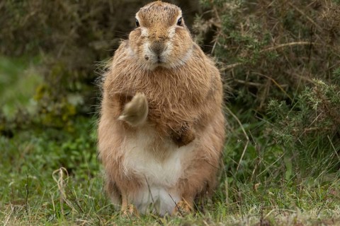 European brown hare (Lepus europaeus) adult animal stretching in grassland, England, United Kingdom