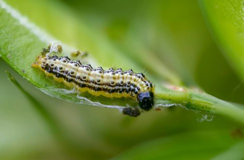 Box tree moth, boxwood moth, boxwood moth, cydalima perspectalis, moth, inchworm, insects, moths,