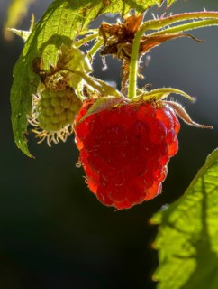 Raspberry, Rubus idaeus, flora, high size, portrait, plants, red raspberry