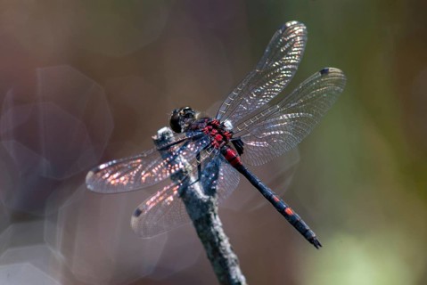 Little moss maiden, leucorrhinia dubia, white-faced darter, anisoptera, damselflies, dragonflies,