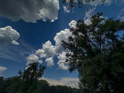 Accumulation of Cumulus cluster clouds, cumulus clouds, fair weather clouds against a blue sky