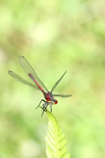 A blue-tailed damselfly (Pyrrhosoma nymphula) perched on a fern, looking at the camera, Wilnsdorf,