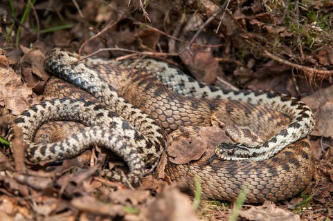 European adder, European viper, venomous snake, vipera berus, critters, female, poisonous reptiles,