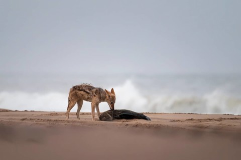 Black-backed jackal (Canis mesomelas) feeding on a dead seal on the beach, Atlantic coast, Namib