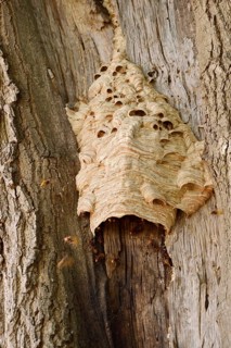 Hornets (Vespa crabro), nest on a tree trunk, hornet's nest, North Rhine-Westphalia, Germany