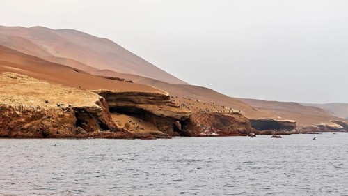 Rocky coast with birds in a quiet, dry landscape by the sea, The rocky coast with the desert near