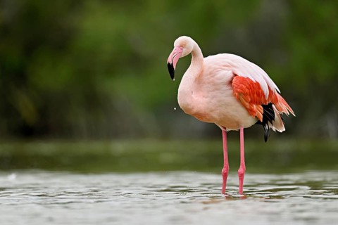 A greater flamingo (Phoenicopterus roseus), standing in the water, Camargue Regional Nature Park,