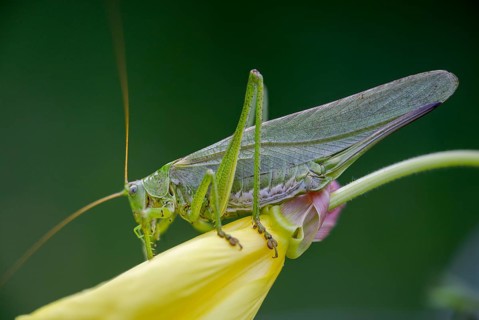 Grasshoppers, Great Green Bush cricket, big hayhorse, green hayhorse, deciduous locusts, song