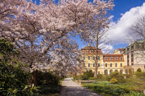 Blooming trees in Bellevue Garden, Dresden, Saxony, Germany