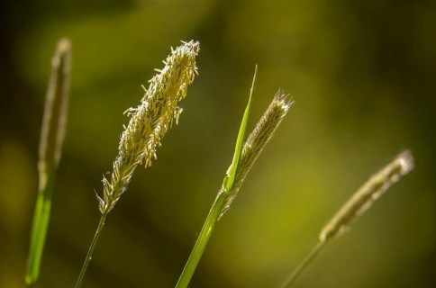 Alopecurus pratensis, meadow foxtail, flora, plants, plants