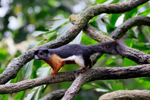 Finlayson's squirrel (Callosciurus finlaysonii), adult, on tree, foraging, Singapore, Southeast