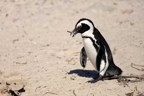 African penguin (Spheniscus demersus), adult, walking, beach, nesting material, Boulders Beach,