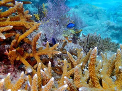 Staghorn coral (Acropora cervicornis) and a blue fish on a reef, dive site: John Pennekamp Coral