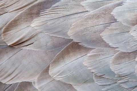 Crane (Grus grus), plumage, feathers, Fågelsjö, Gävleborg County, Sweden