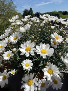 Blossoms of daisies (Leucanthemum), international